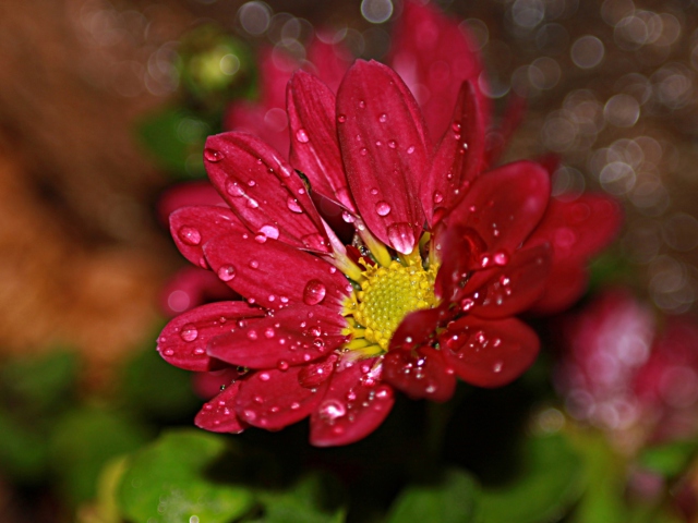 Das Flower Drops Wallpaper 640x480
