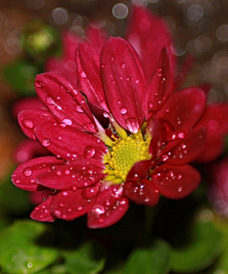 Flower Drops sfondi gratuiti per HTC Titan