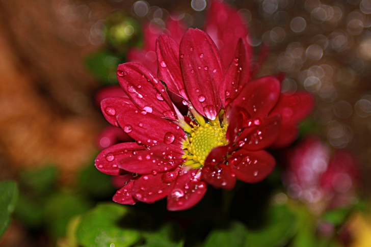 Screenshot №1 pro téma Flower Drops