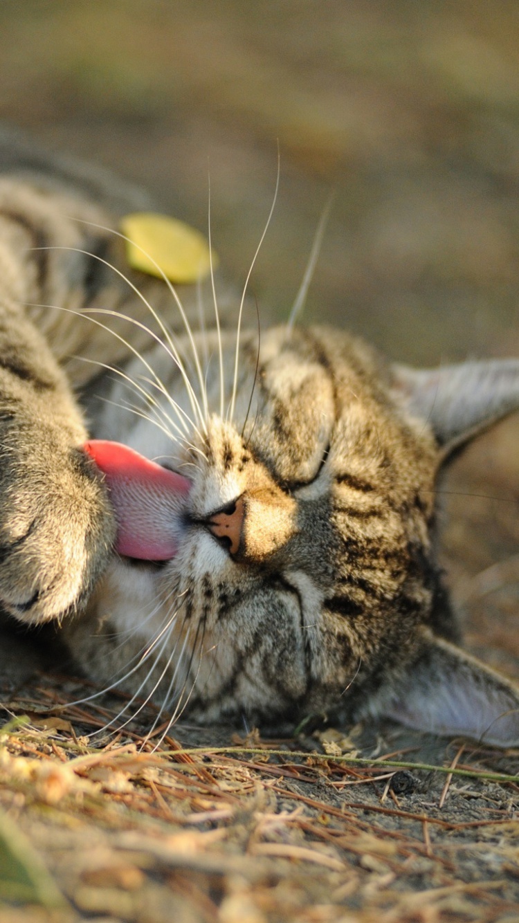 Sleeping Kitten wallpaper 750x1334