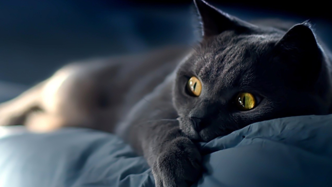 Black Cat wallpaper 1280x720