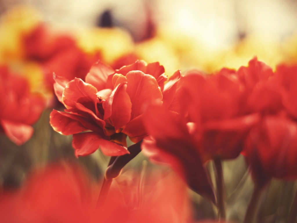 Sfondi Red Flowers Macro 1024x768