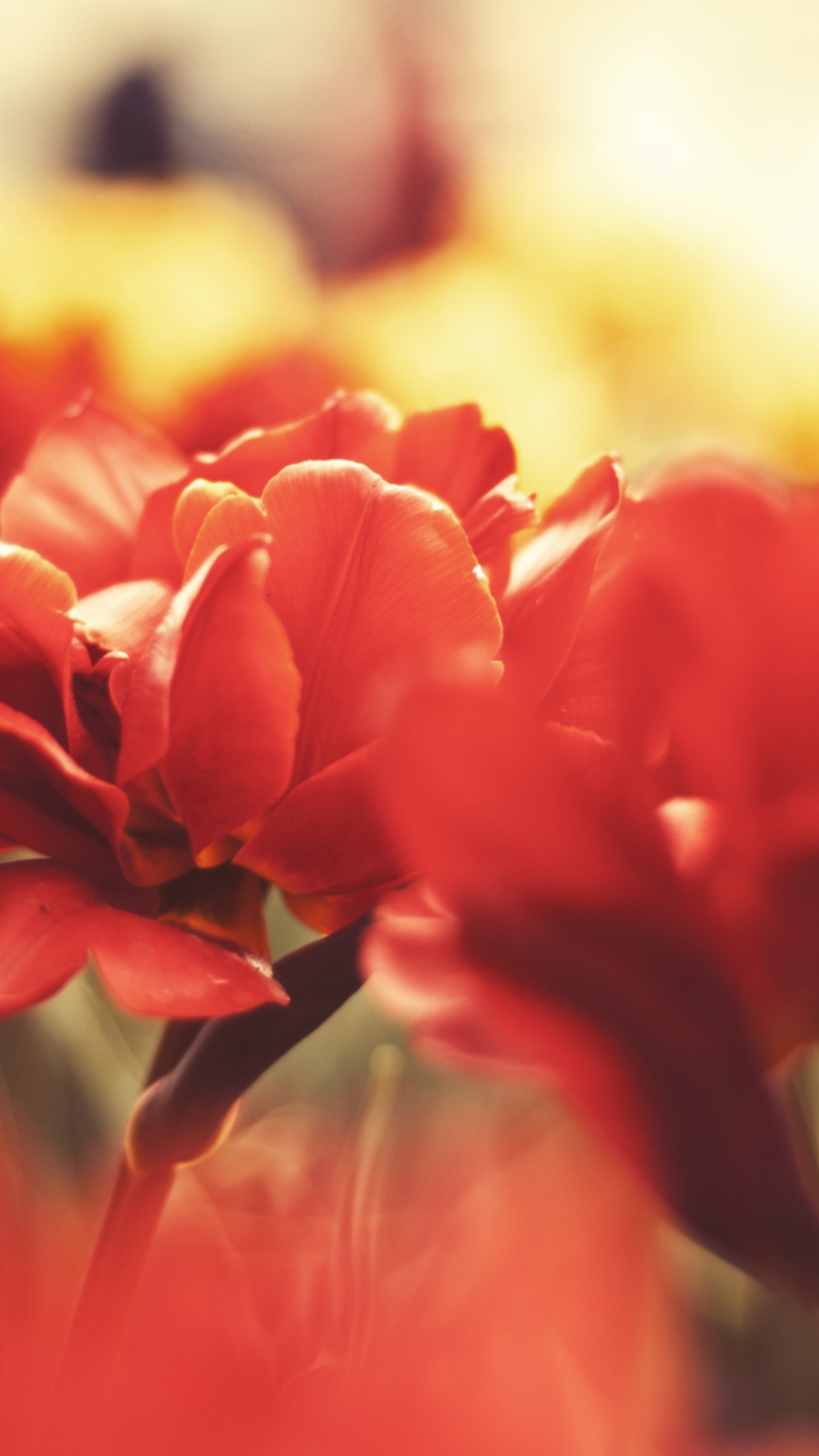 Das Red Flowers Macro Wallpaper 1080x1920