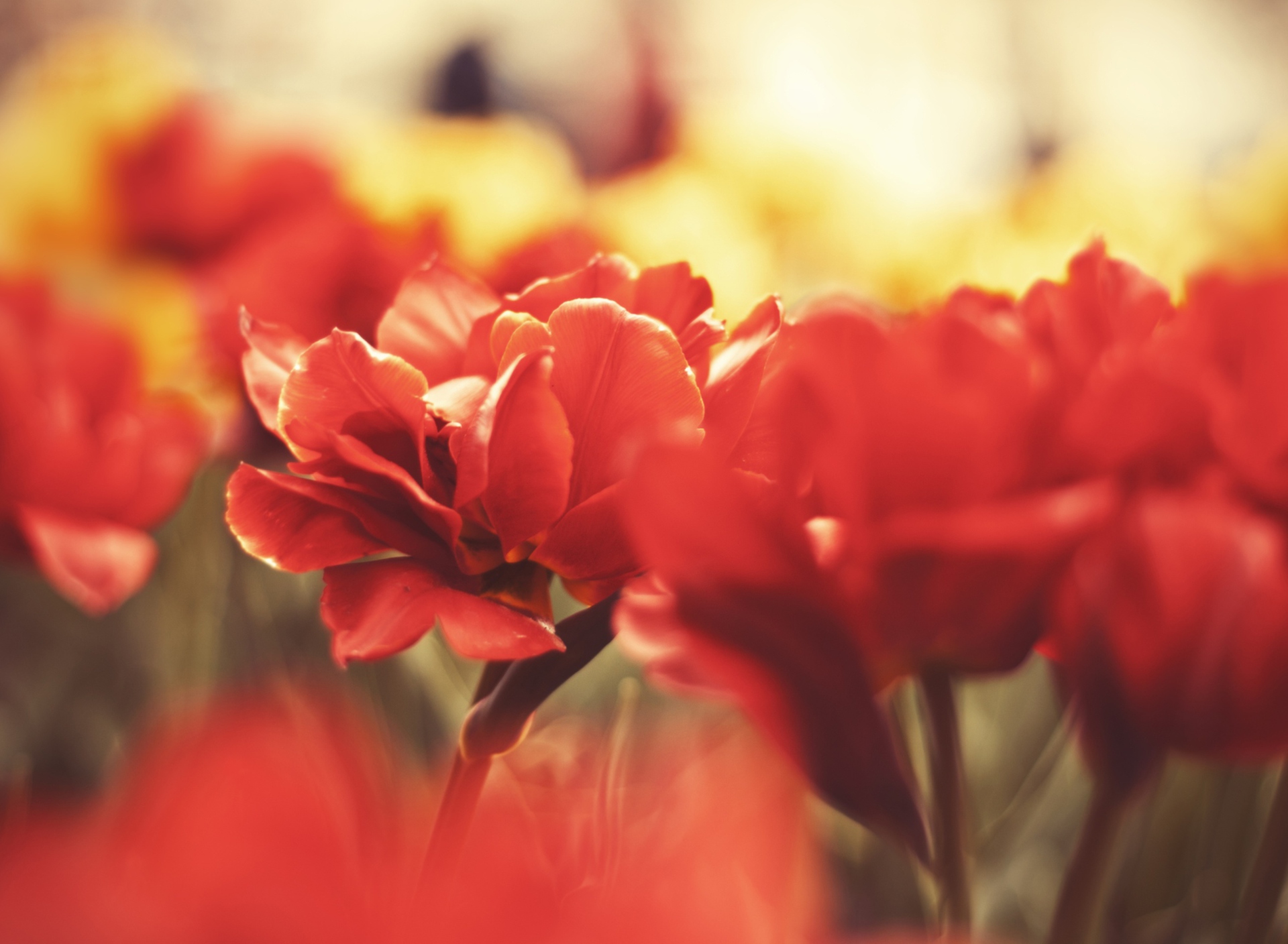 Das Red Flowers Macro Wallpaper 1920x1408