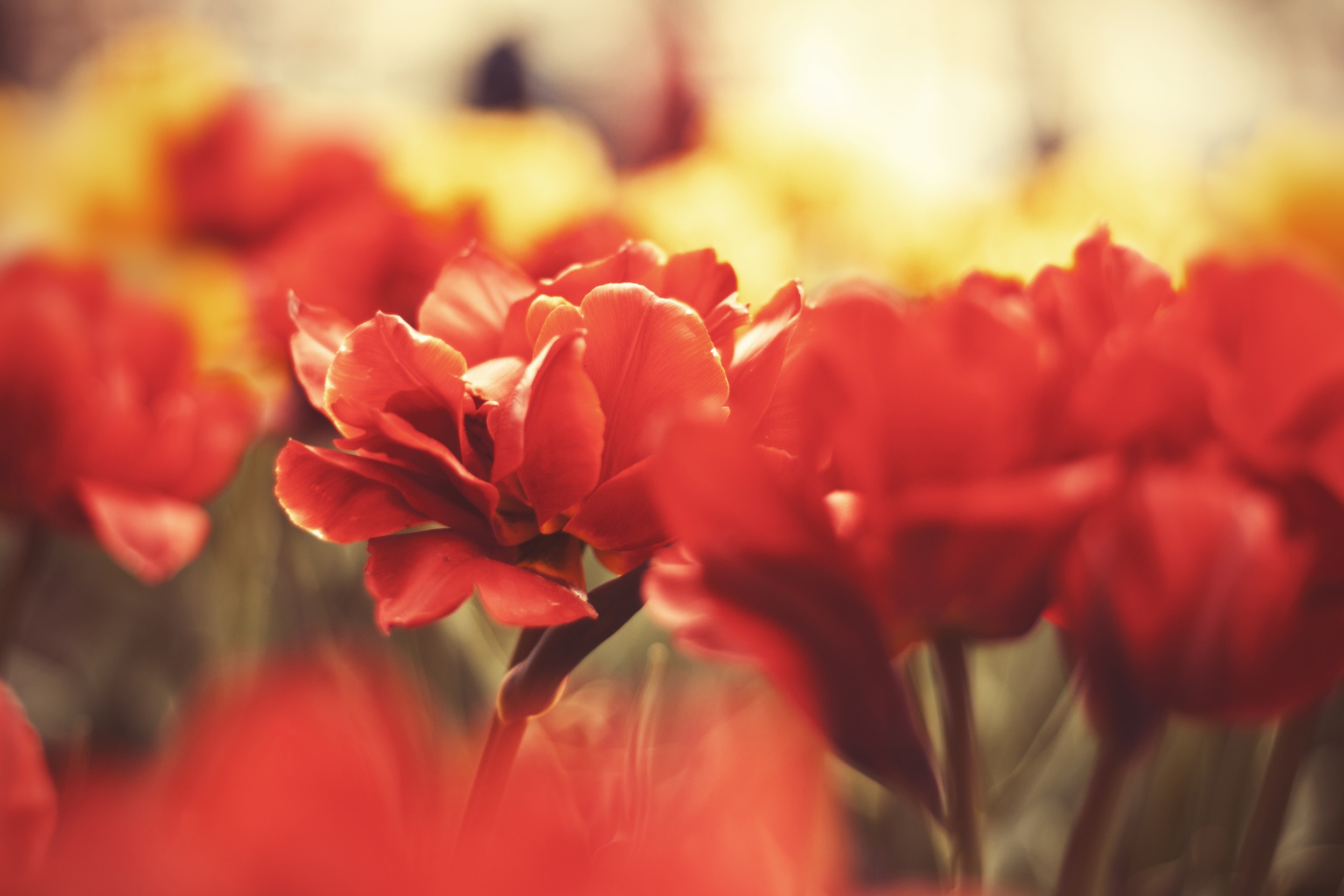 Das Red Flowers Macro Wallpaper 2880x1920