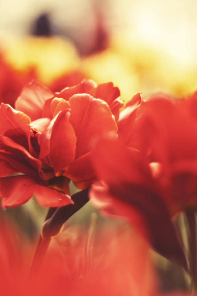 Sfondi Red Flowers Macro 640x960