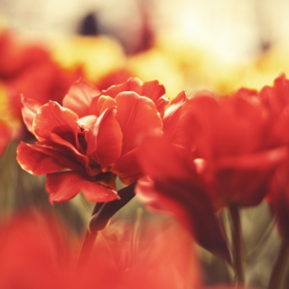 Red Flowers Macro sfondi gratuiti per iPad 3