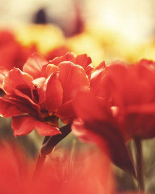 Red Flowers Macro sfondi gratuiti per Nokia Asha 305