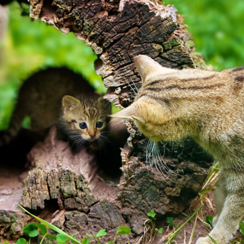 Little Kitten Hiding From Mother Cat wallpaper 1024x1024