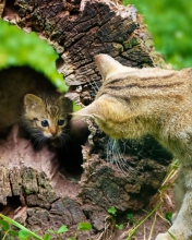 Sfondi Little Kitten Hiding From Mother Cat 176x220
