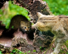 Little Kitten Hiding From Mother Cat wallpaper 220x176