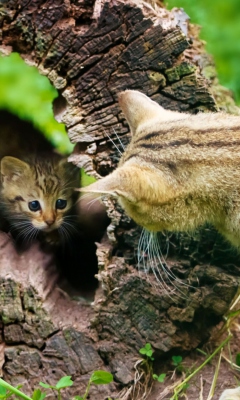 Das Little Kitten Hiding From Mother Cat Wallpaper 240x400