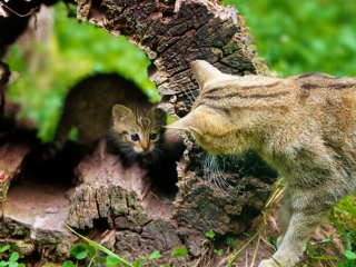 Das Little Kitten Hiding From Mother Cat Wallpaper 320x240