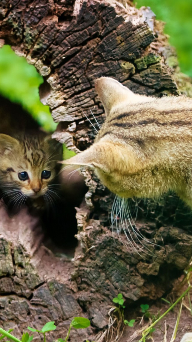 Sfondi Little Kitten Hiding From Mother Cat 640x1136
