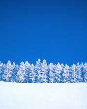 Обои Winter Snow 176x220