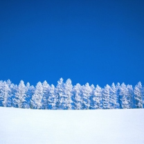 Das Winter Snow Wallpaper 208x208