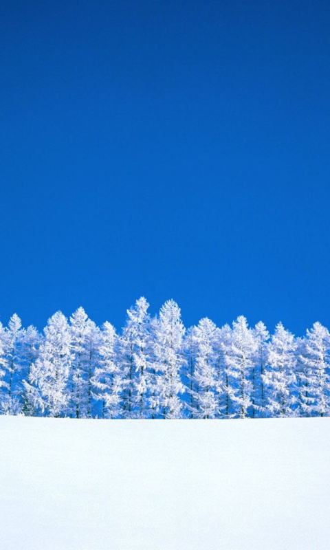 Das Winter Snow Wallpaper 480x800