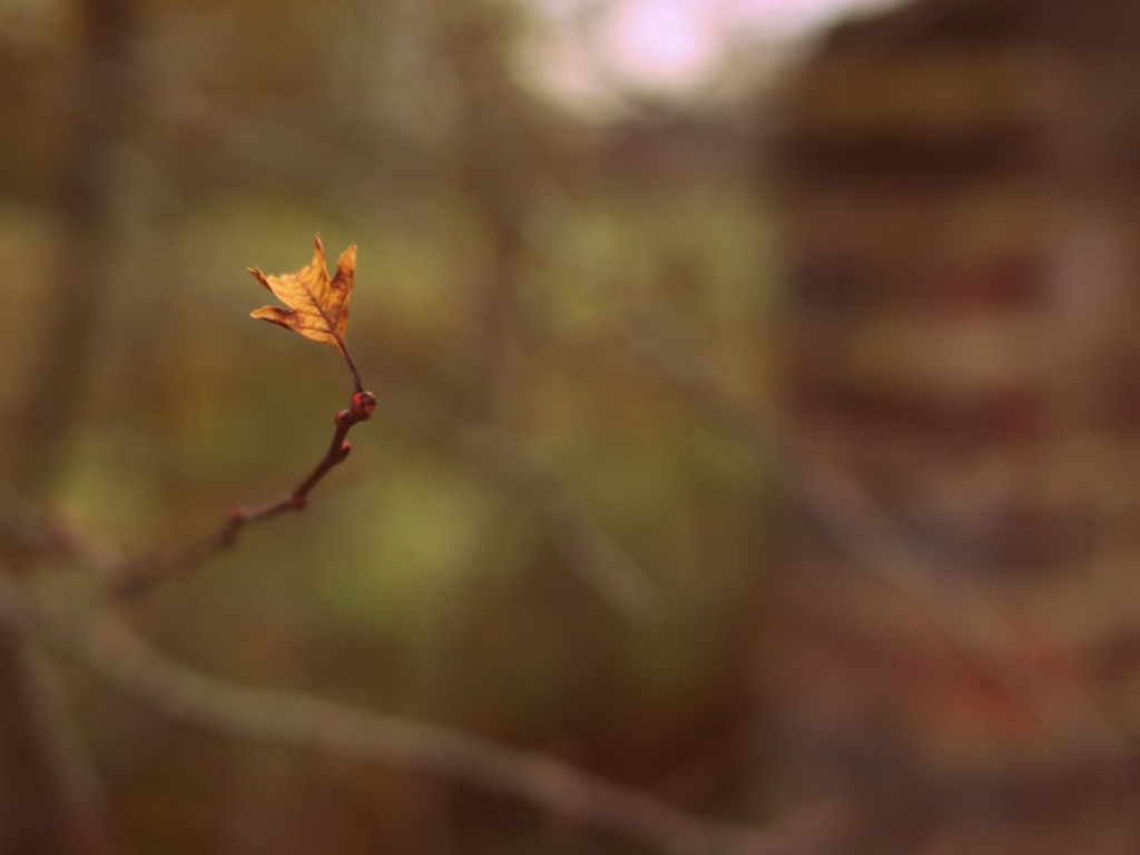 Macro Leaf wallpaper 1024x768