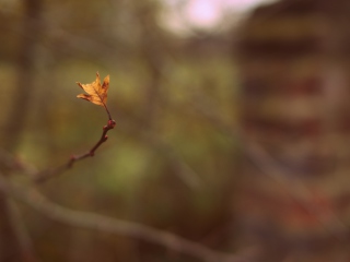 Macro Leaf screenshot #1 320x240