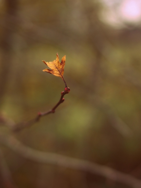 Fondo de pantalla Macro Leaf 480x640