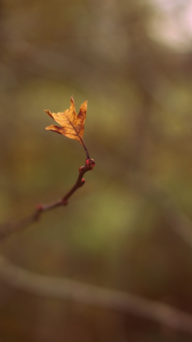 Macro Leaf screenshot #1 640x1136