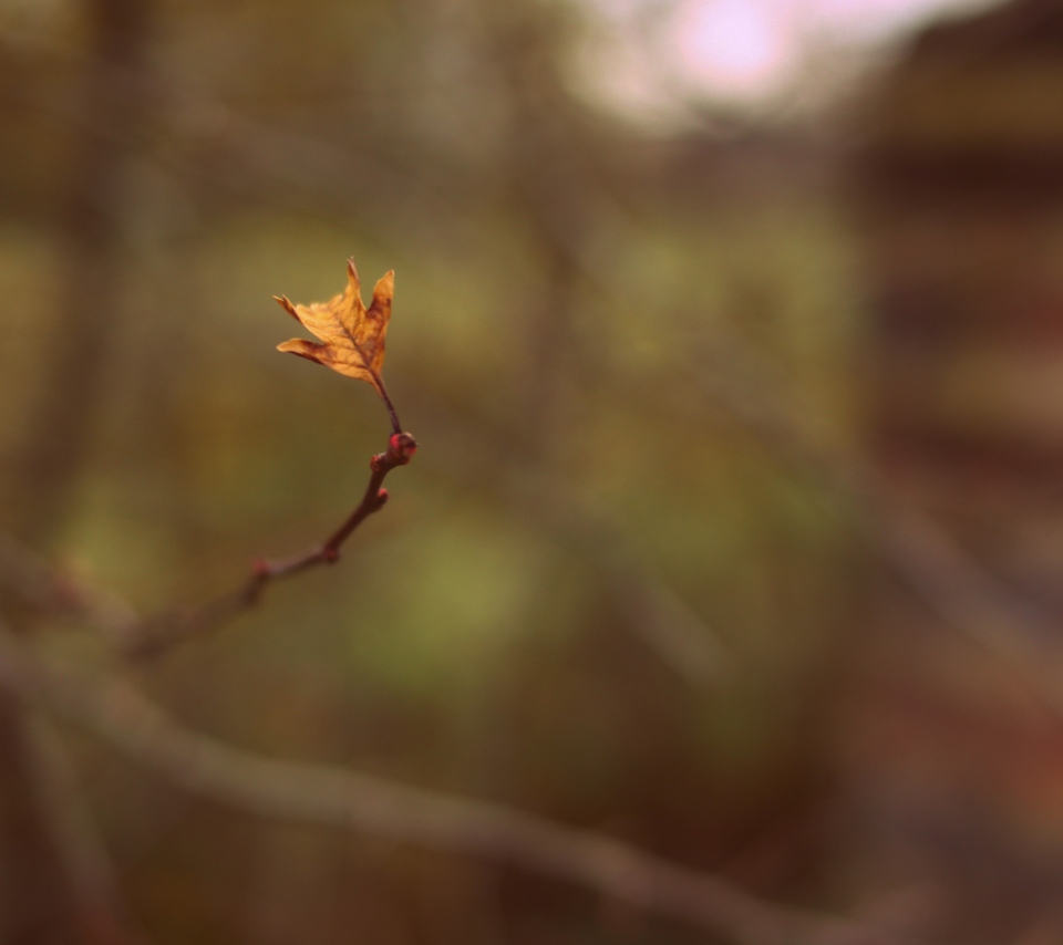 Macro Leaf wallpaper 960x854