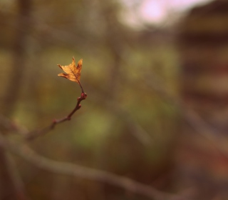 Macro Leaf sfondi gratuiti per iPad mini