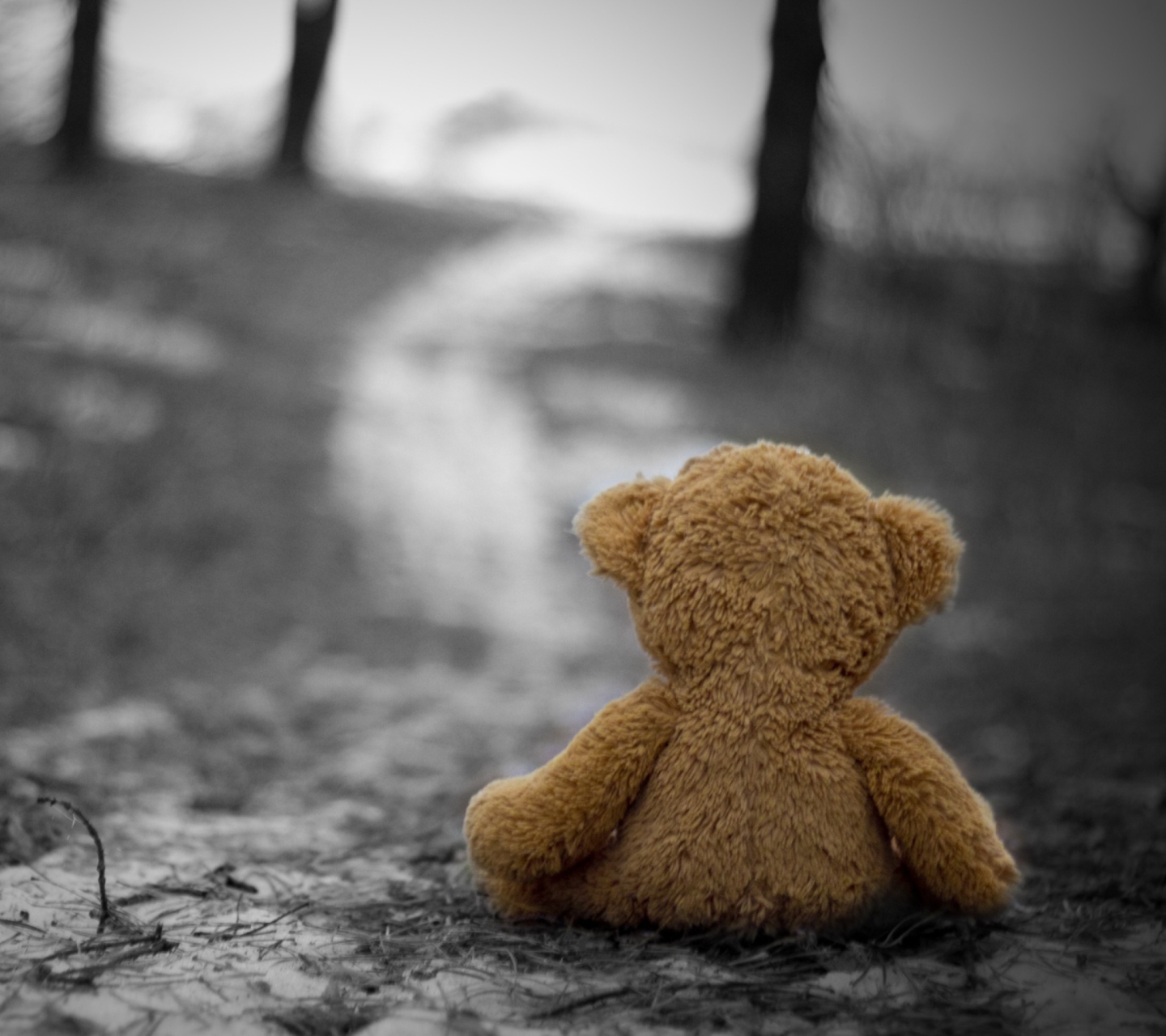 Das Lost Teddy Bear Wallpaper 1440x1280