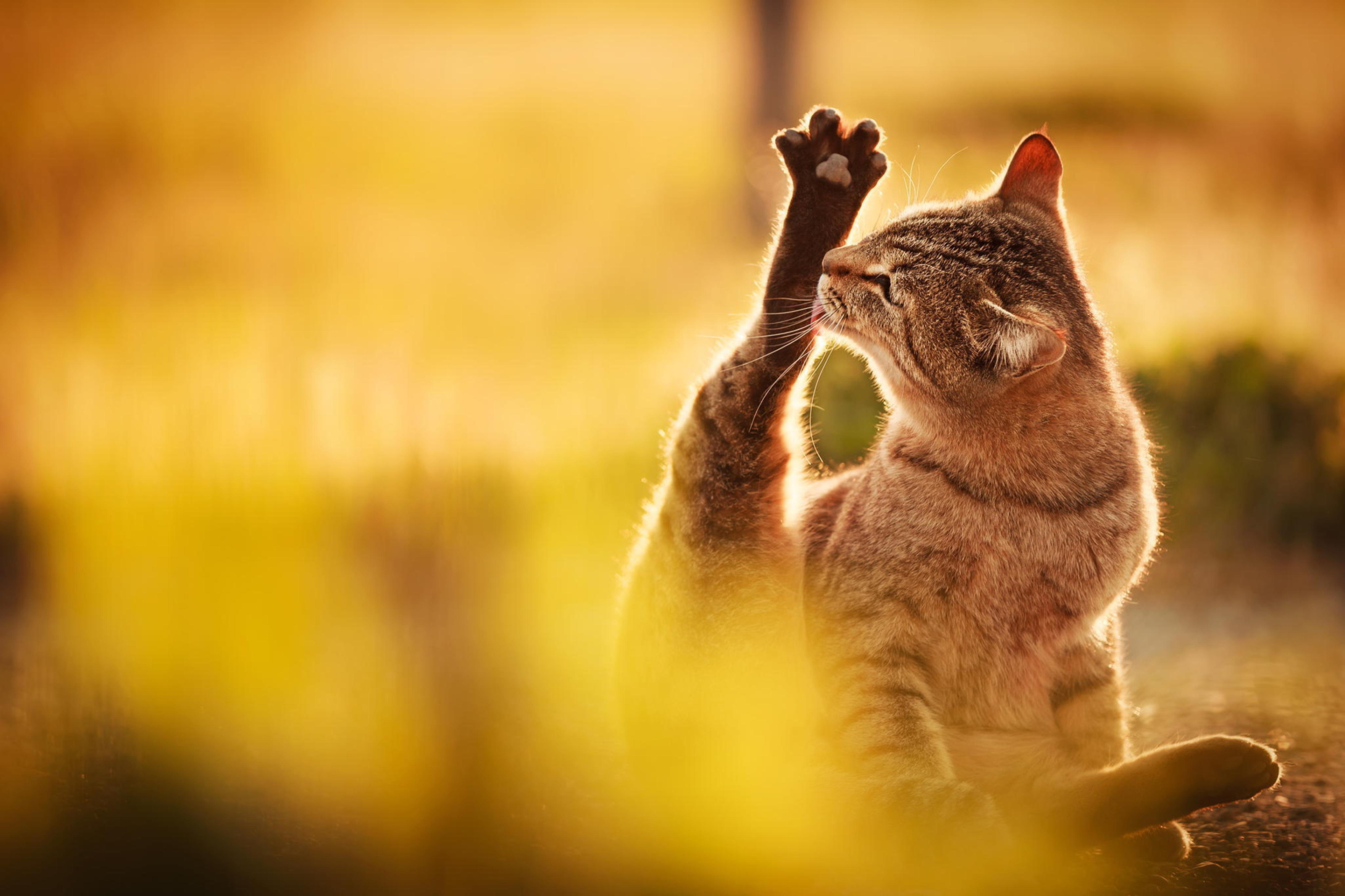 Лижет лапу. Счастливый кот. Радостный кот. Кошка в солнечных лучах. Кот на солнце.