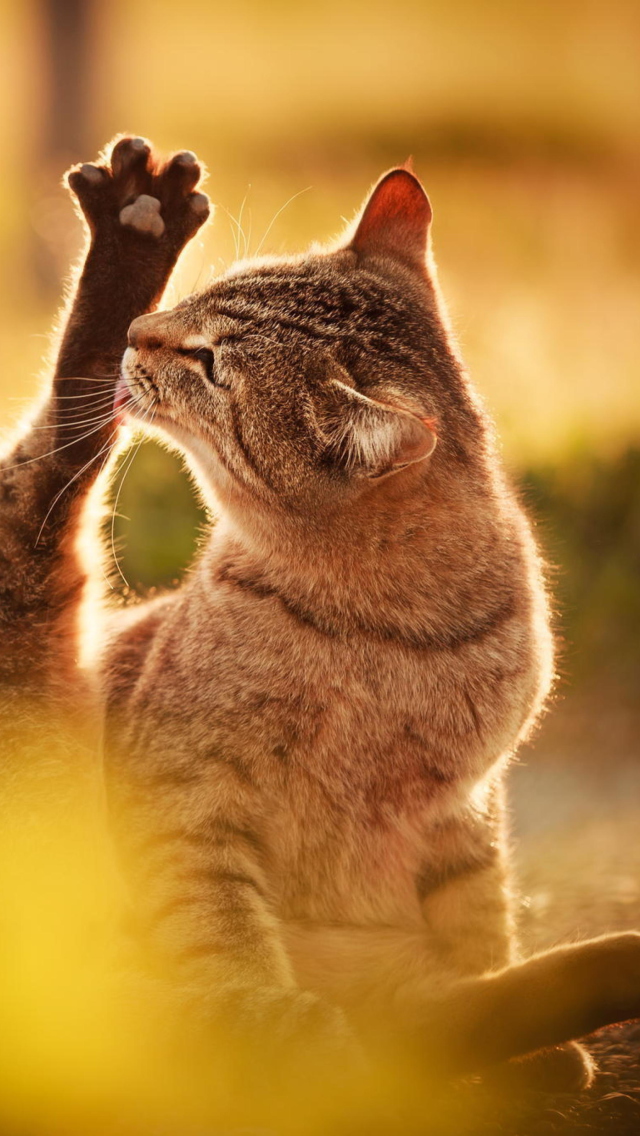 Fondo de pantalla Cat Licking Paw 640x1136