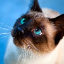 Siamese Cat With Blue Eyes wallpaper 128x128