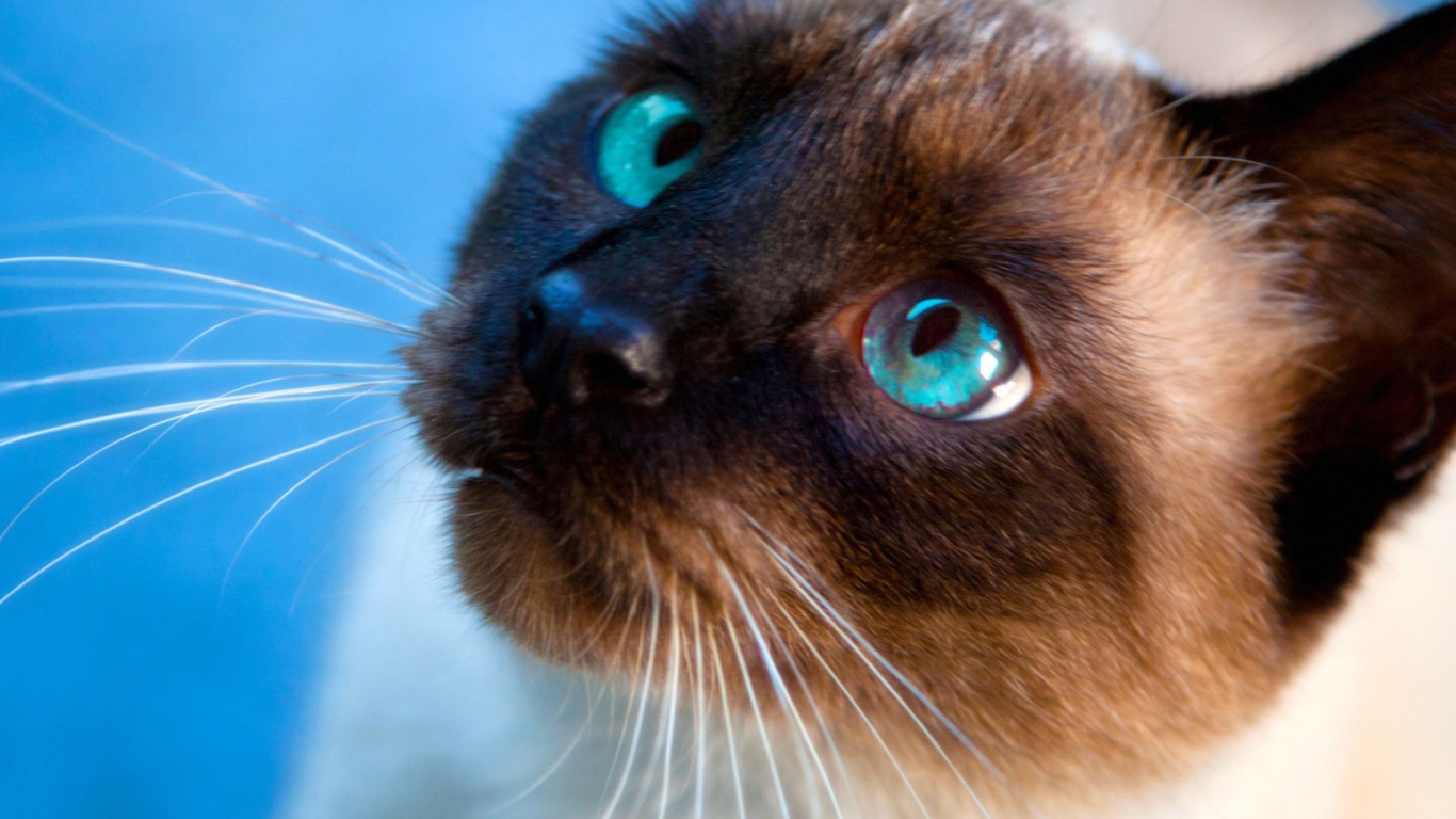природа животные кот глаза сиамский nature animals cat eyes Siamese скачать