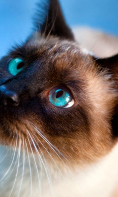 Das Siamese Cat With Blue Eyes Wallpaper 240x400