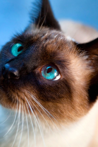Das Siamese Cat With Blue Eyes Wallpaper 320x480