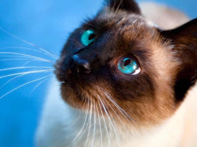 Siamese Cat With Blue Eyes wallpaper 640x480