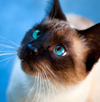 Siamese Cat With Blue Eyes Wallpaper for iPad 3