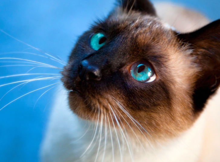 Fondo de pantalla Siamese Cat With Blue Eyes