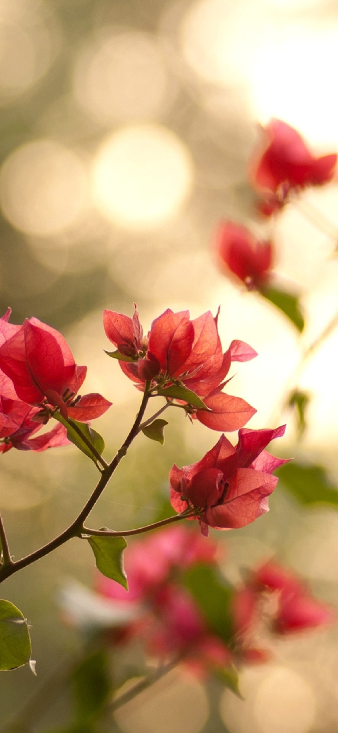 Das Branches With Red Petals Wallpaper 1170x2532