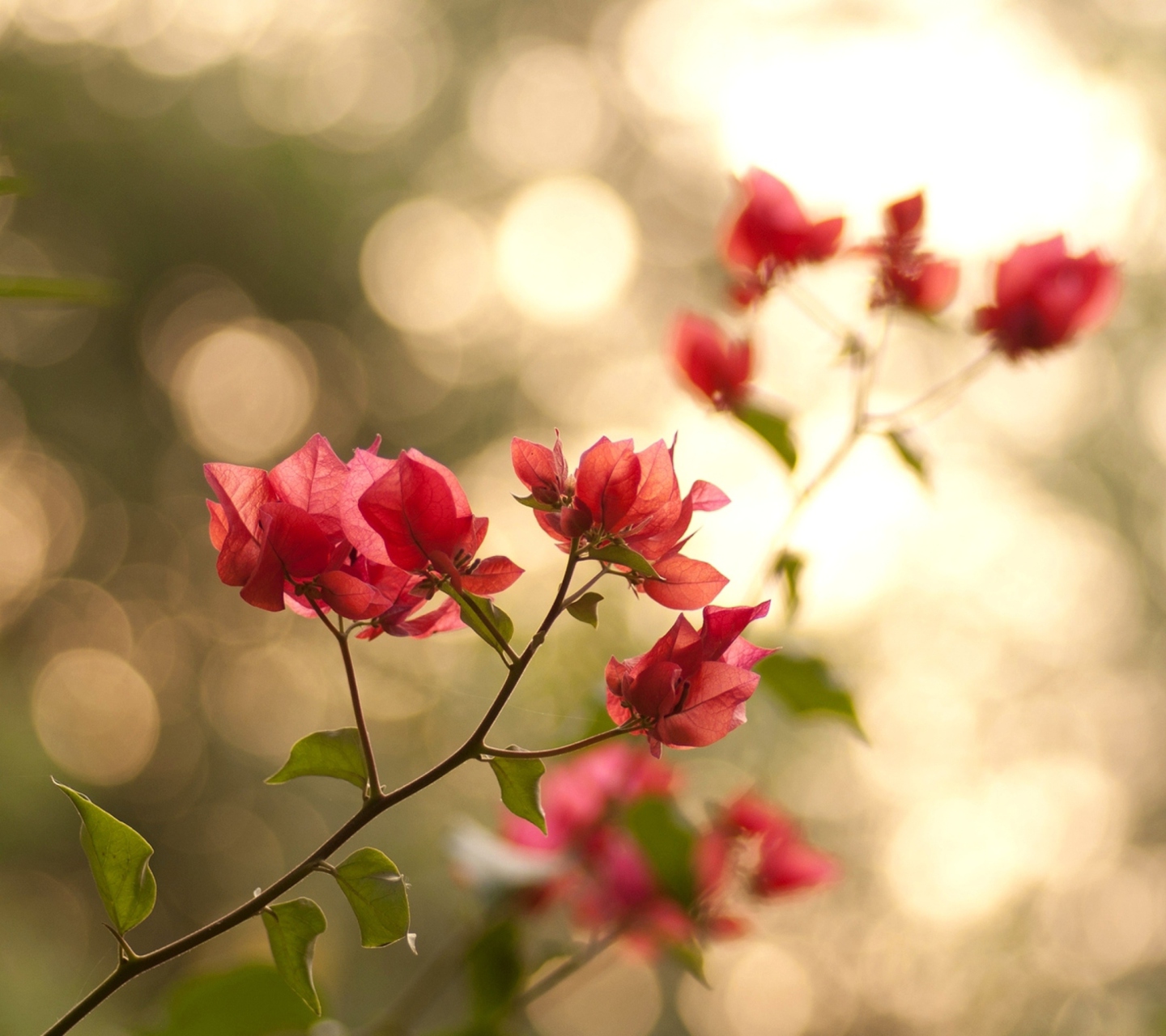 Обои Branches With Red Petals 1440x1280