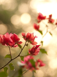 Branches With Red Petals wallpaper 240x320
