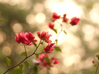 Branches With Red Petals wallpaper 320x240