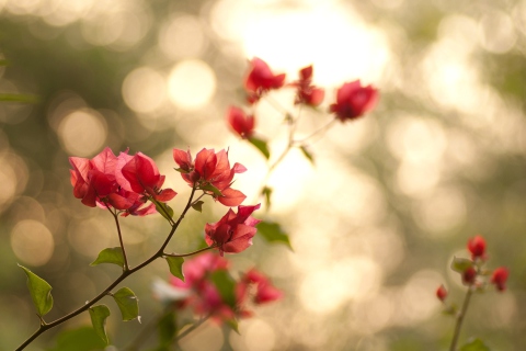 Fondo de pantalla Branches With Red Petals 480x320