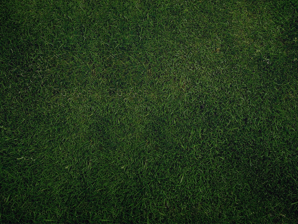 Das Green Grass Background Wallpaper 1024x768