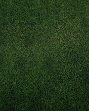 Обои Green Grass Background 176x220