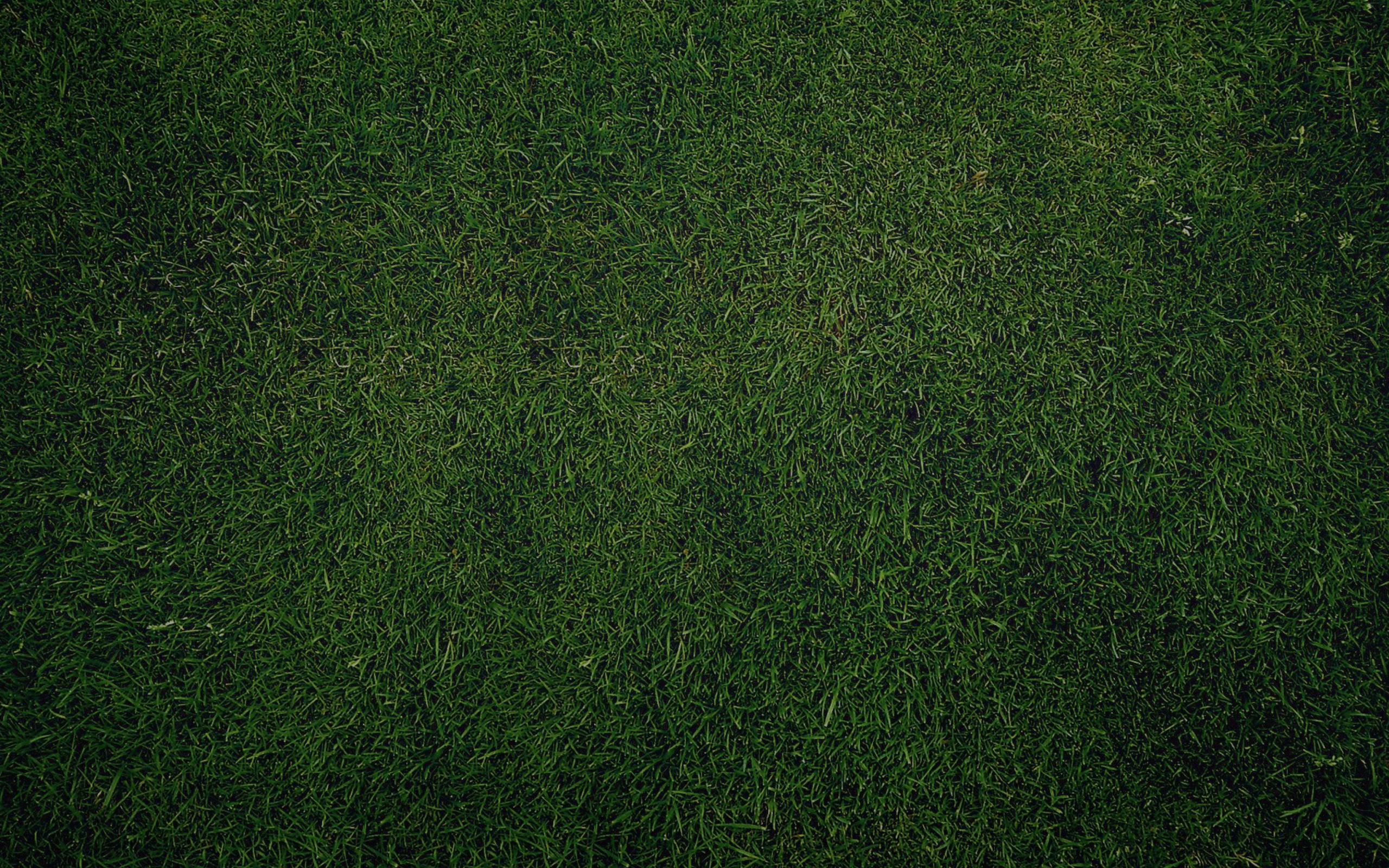 Screenshot №1 pro téma Green Grass Background 2560x1600