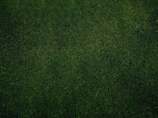 Green Grass Background wallpaper 320x240