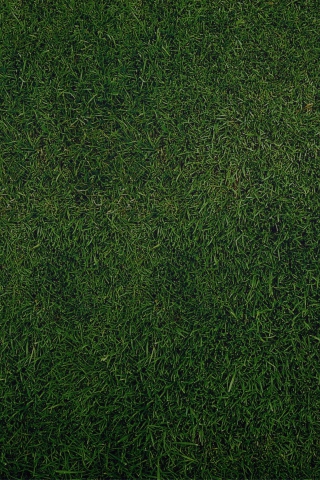 Green Grass Background wallpaper 320x480