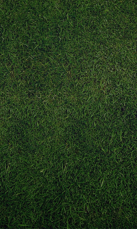 Green Grass Background wallpaper 480x800