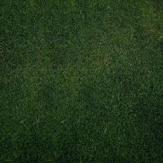 Green Grass Background - Obrázkek zdarma pro iPad