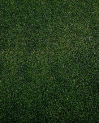 Green Grass Background - Obrázkek zdarma pro Nokia Asha 306